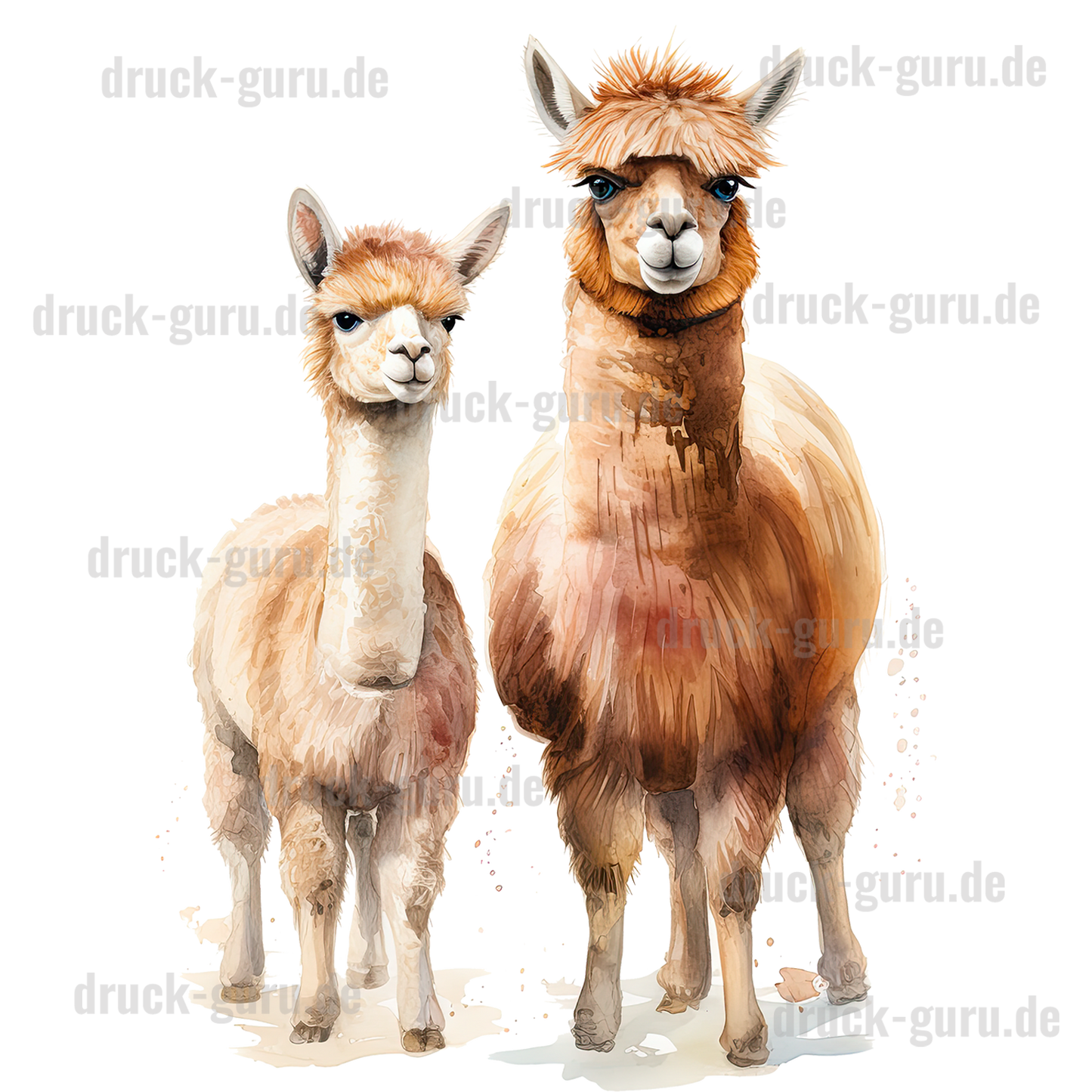 Bügelbild "Alpaka Sindi und Bert" druck-guru